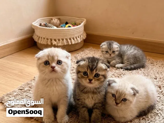 كيتن عمر اربعين يوم صحه ممتازه مستوى عالي متعودين عل الدرايفوت ذكرين وانثيتين الام سكوتش فولد والاب