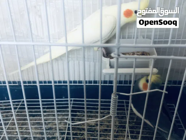 طيور للبيع