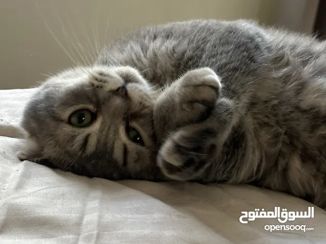سكوتش فولد رمادي للتبني scottish fold