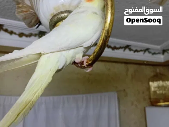 موجود جوز ككتتيل اليفات ومدربات آمنات علا الاطفال