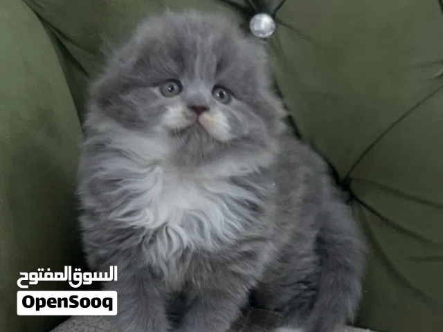 سكوتش فولد