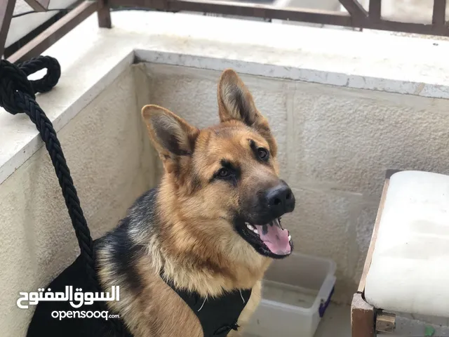 جيرمن شيبرد شورت هير