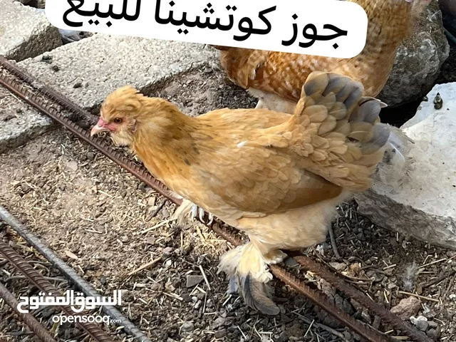 دجاج للبيع