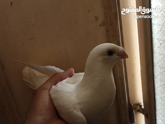 شبابيات زيادات هلى استعداد للنش والدماغ شغله اذكياء ودمهم حامى الله اكبر ربنا يبارك اللى من نصيبه