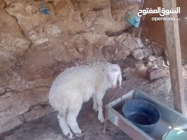 خاروف للبيع