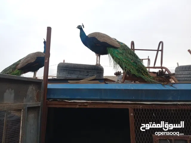 اللبيع. طاووس و اوز