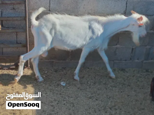 جدي فرنساوي جانبو جنس حليب جاي في بطن امه من بره