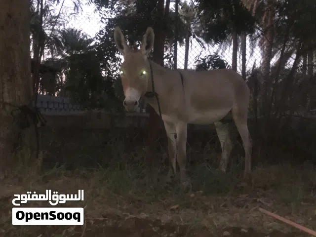 حمار الذكر