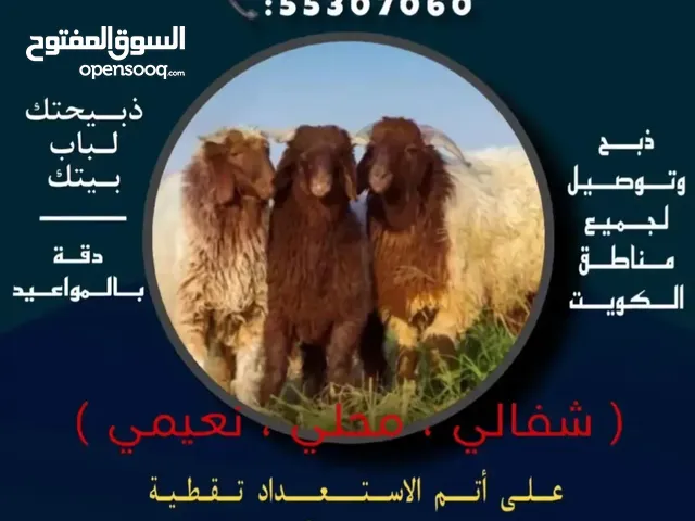 غنم الشمري