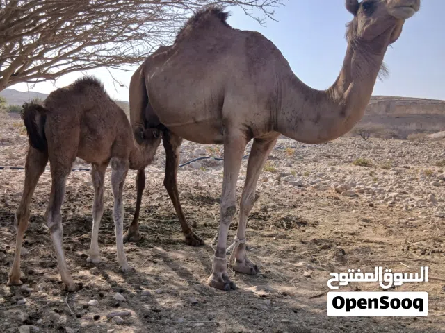 للبيع ناقه تحتهابكره بنت شهر