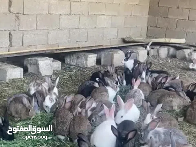 ارانب بلديه وفرنسيه