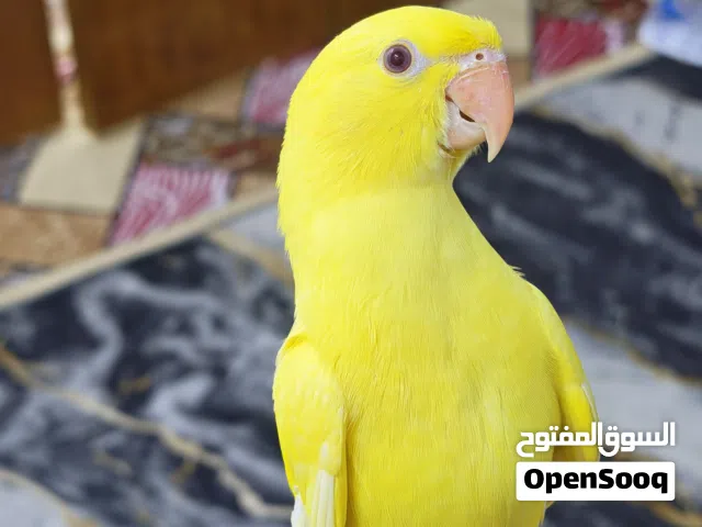 ببغاء درة صفره عيون حمر نقي فول الافه وصحتة وضخامتة كلش حلوه وعمره فوك الشهرين قريب الفطام