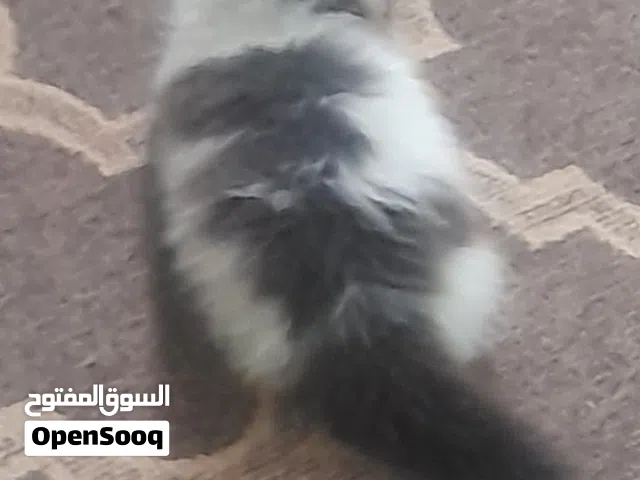 ذكر العمر 3 شهور