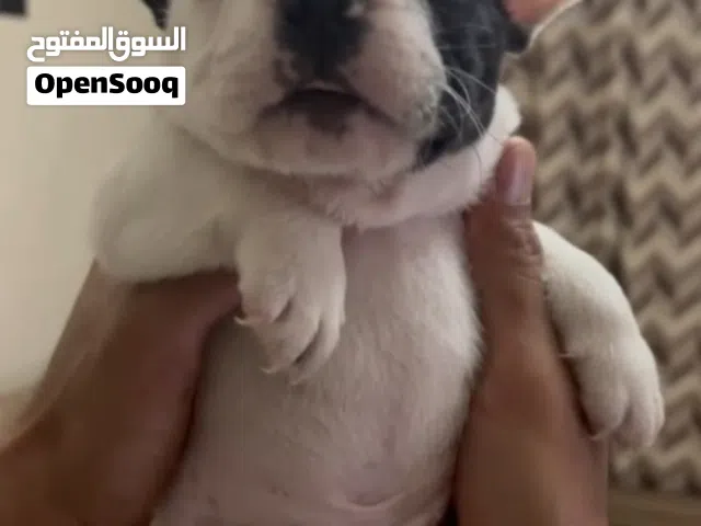 French bulldog  Male ( brindle ) 2 years  Female ( black ) 2 years  Male ( white ) 60 days