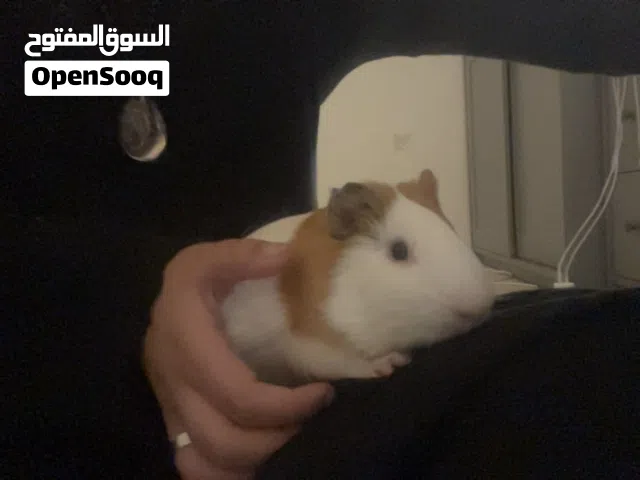 همستر امريكي كبير