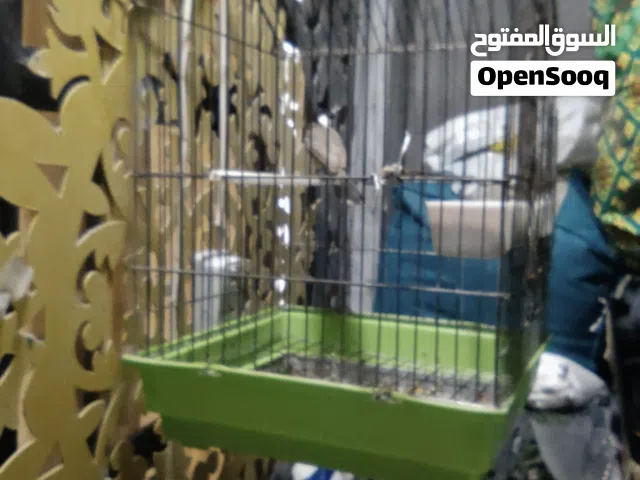 بلبل وحشي فل تغريد