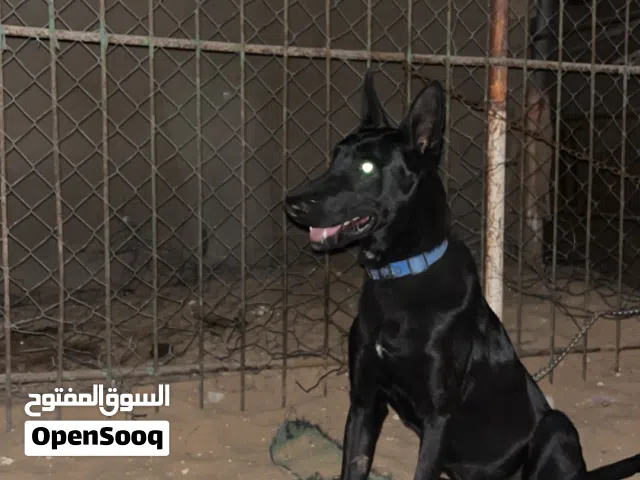 كلب Belgian Malinois صافي، لون أسود نادر.
