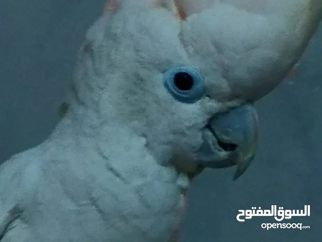 للبيع كوكاتو جوفين Cockatoo Goffin for sale