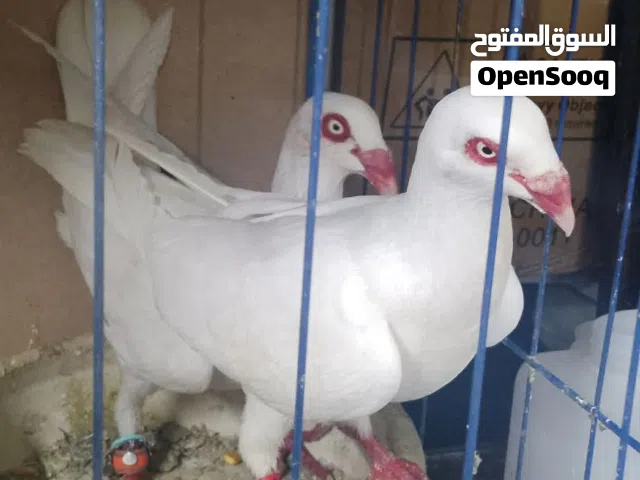 بعد الصلاة على النبي يوجد 9 جواز صلاة نبي عليهم شغالات ومكفولات كلو تحتو بيض البيع كوم أو قطع