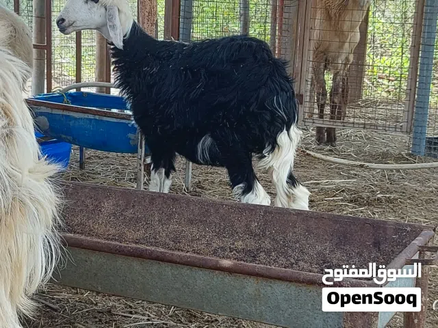 جاعده تهجين نجدي رملي