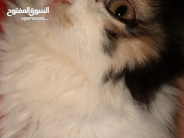 شيرازي للبيع انثى عمرها شهر