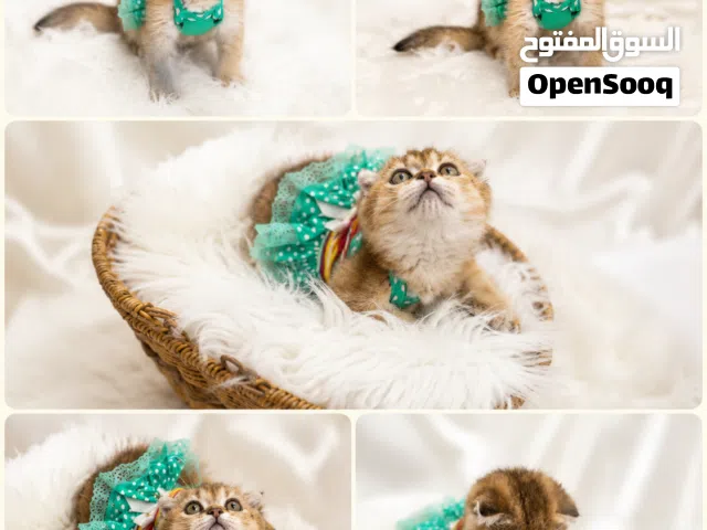 انثى سكوتش فولد