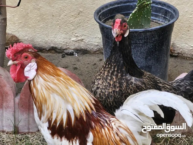 دجاج عرب زينه للبيع