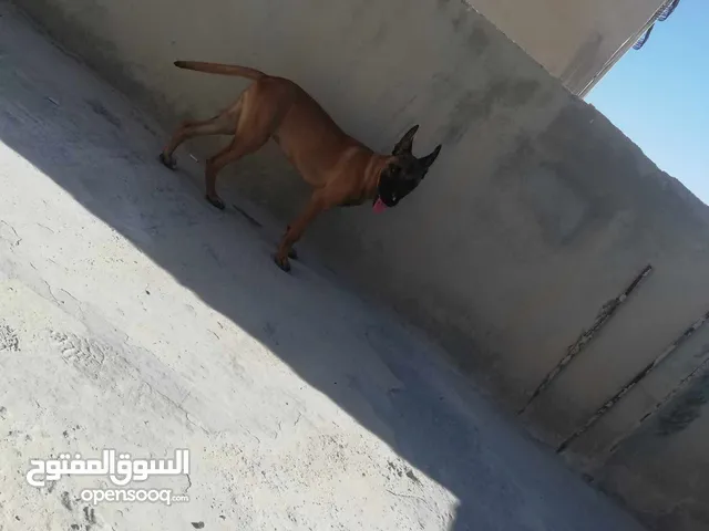 مطلوب كلب بسعر مناسب