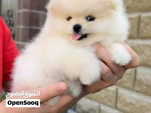 مستوى واضح وجميل