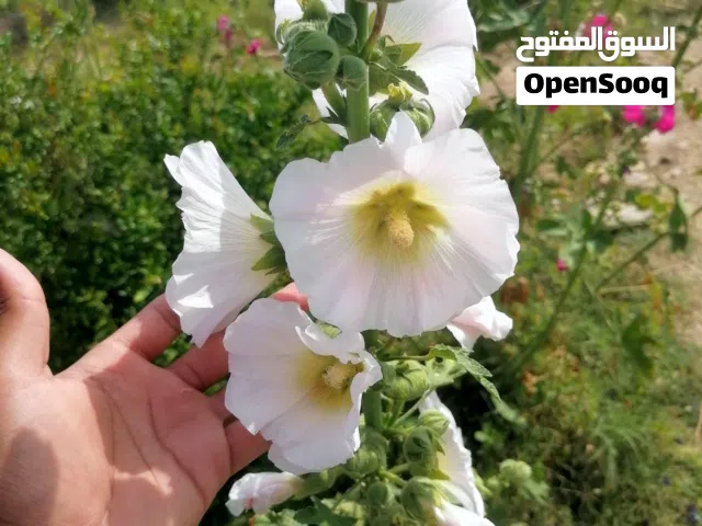 بذور الختمة... اللون الأبيض