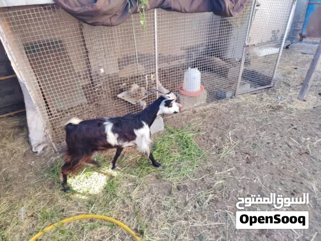 هوش البيع اقرا الوصف تحت لا يفوتك