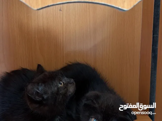 قطط Scottish إناث – أخوات العمر: شهرين ونص