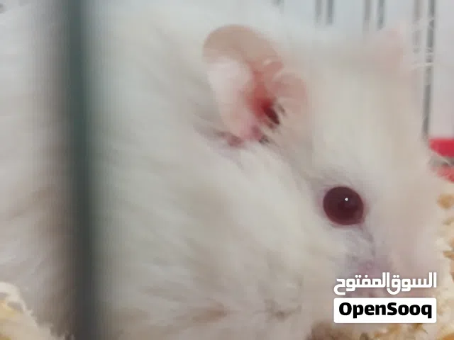 موجود هامستر ألوان حلوة