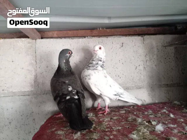 جوز ذبابنه