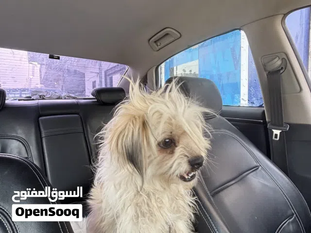 مصطفى عمر احج