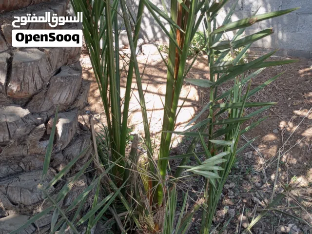 فسائل  ونخيل عمانيه للبيع