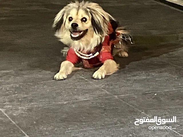 كلاب للبيع