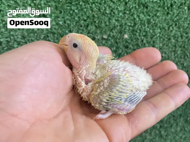 انتاج روز للترويض