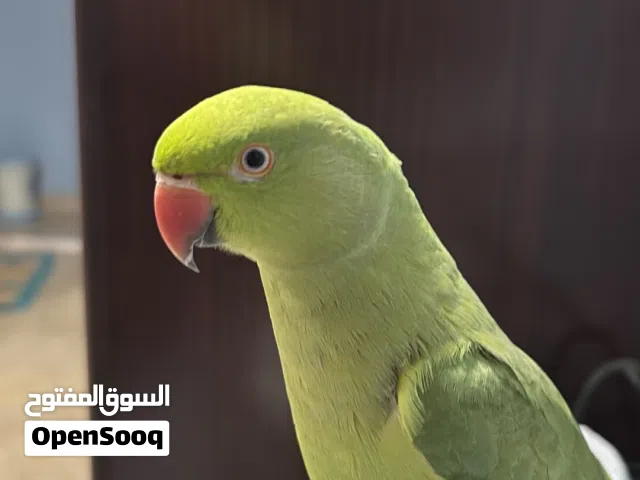ببغاء دره انثى اليف  للبيع مع قفص كبير