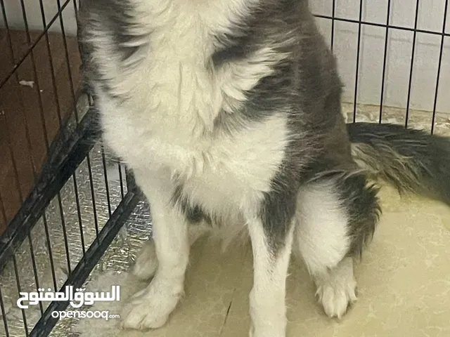 كلب هاسكي بيور انثي