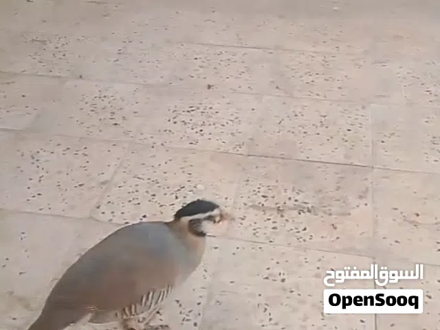 حجل عماني شنا ع