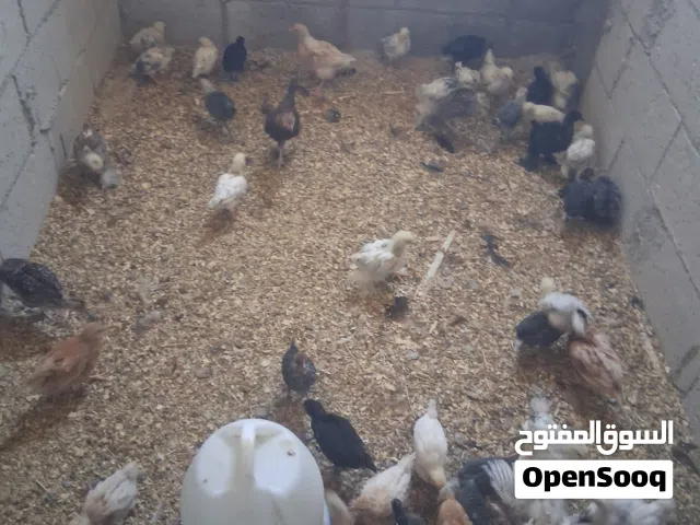 بيع فراخ صيصان