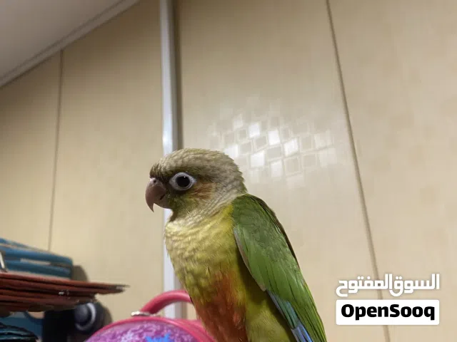 كنيور للبيع او مراوس مع بلبل