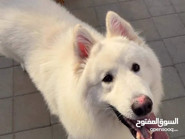 كلب العمر سنه a dog he is 1 years old