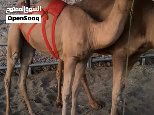 بكرة مزاين
