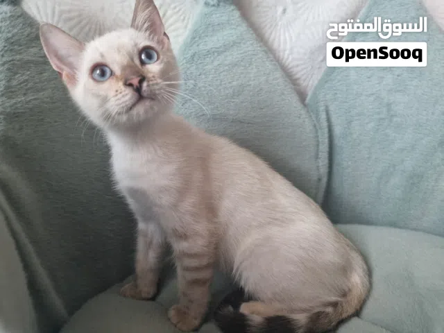 Bengal بنغال Snow white