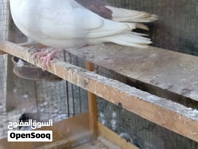 طيور زينه حلوات الاحمر لوت