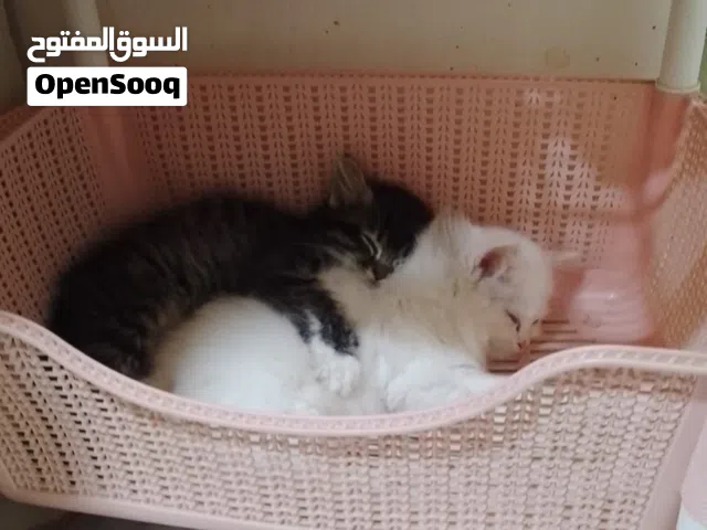 قطط شيرازي ثنين ذكر وانثى عمر شهرين ونص