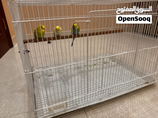 طيور بحي ثلاث