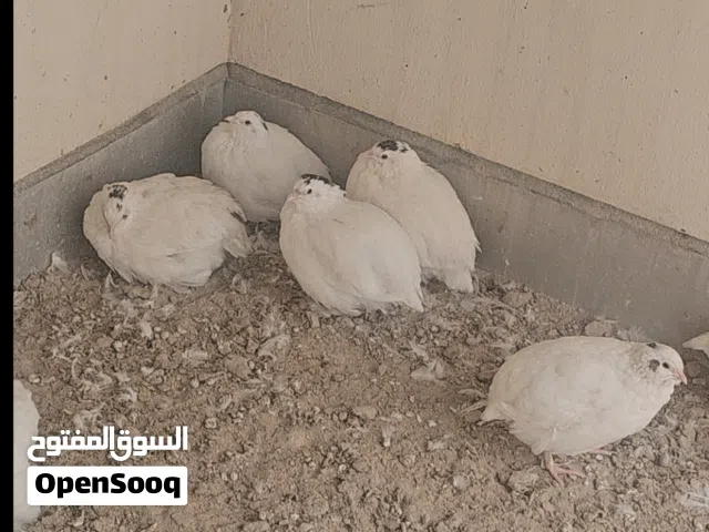 للبيع عدد 23 سمان تكساس حط سعرك اذا عجبني الله يبارك لك